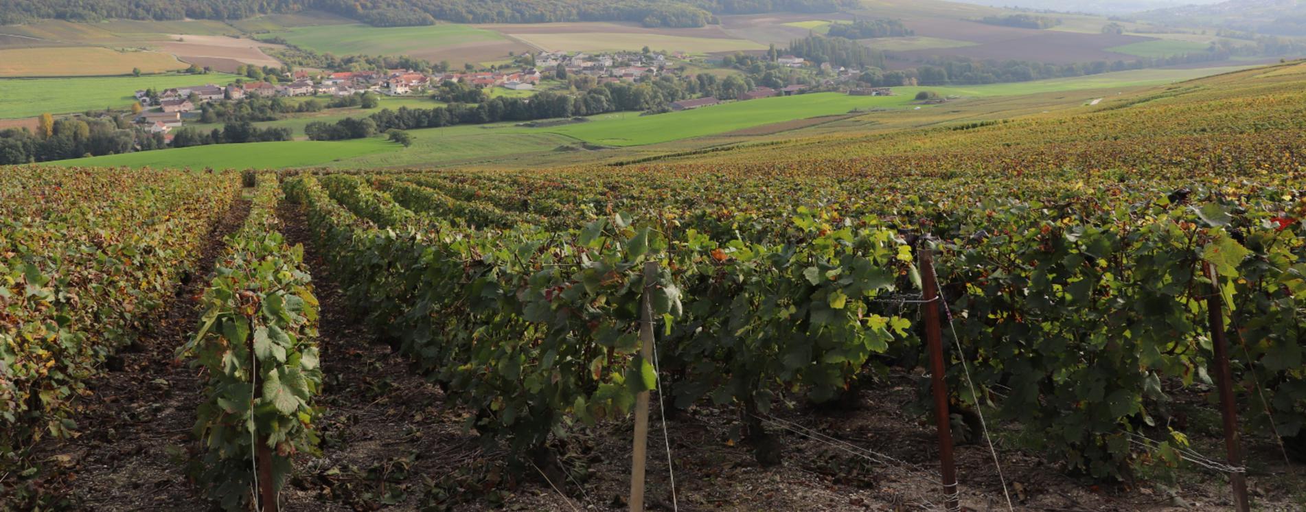 Champagne Guy Remi - Maison de Champagne à Baslieux sous Châtillon